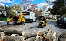 Best Tree Health Inspection  in White Rock, NM