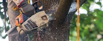 Best Arborist Consultation Services  in White Rock, NM