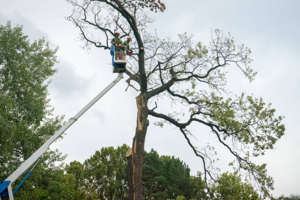 How Our Tree Care Process Works  in  White Rock, NM