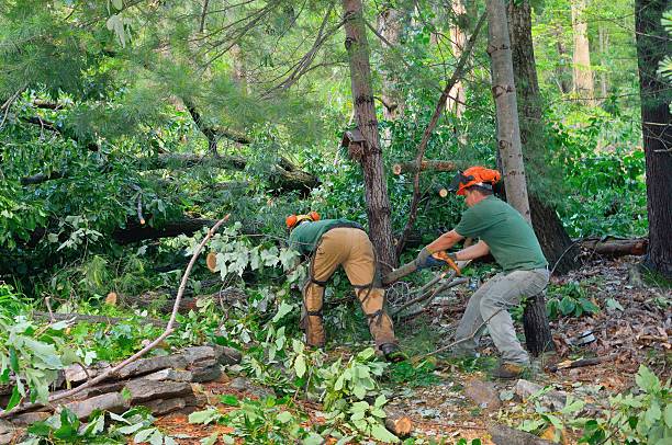 Best Storm Damage Tree Cleanup  in White Rock, NM