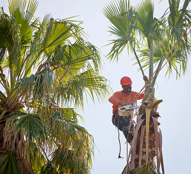 Best Commercial Tree Services  in White Rock, NM