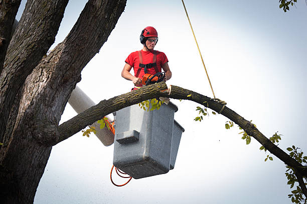 Best Hazardous Tree Removal  in White Rock, NM