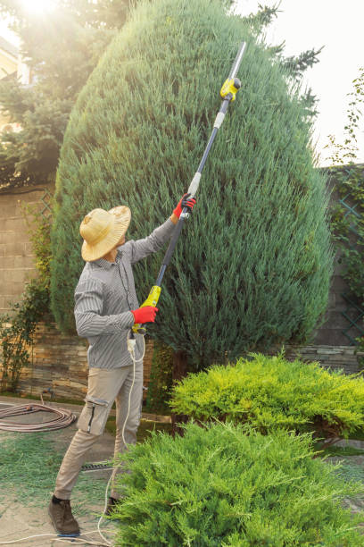 Best Fruit Tree Pruning  in White Rock, NM