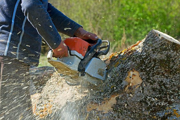 Best Seasonal Cleanup (Spring/Fall)  in White Rock, NM